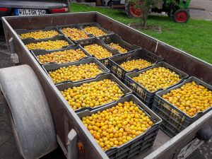 Mirabellen 2025, Sorte Nancy