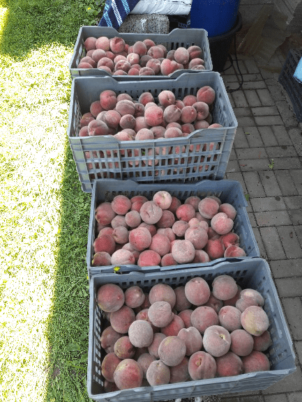 rote Weinbergpfirsiche in Obstkiste - vollreif