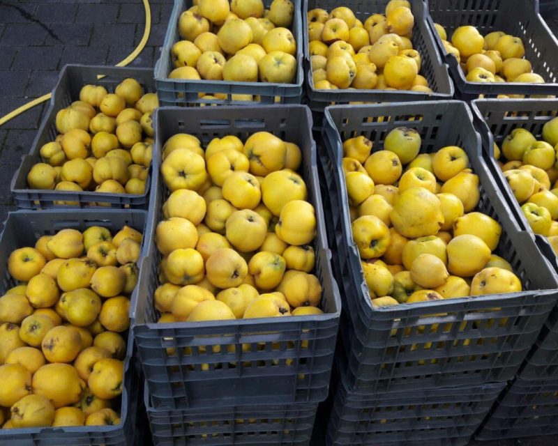 Quitten goldgelb in Kisten