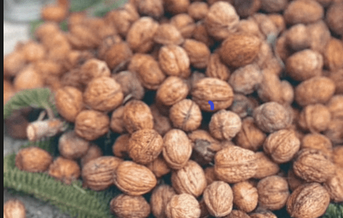 Walnüsse reif