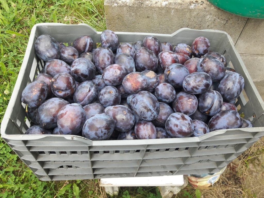 Zwetschen, vollreif in Kisten