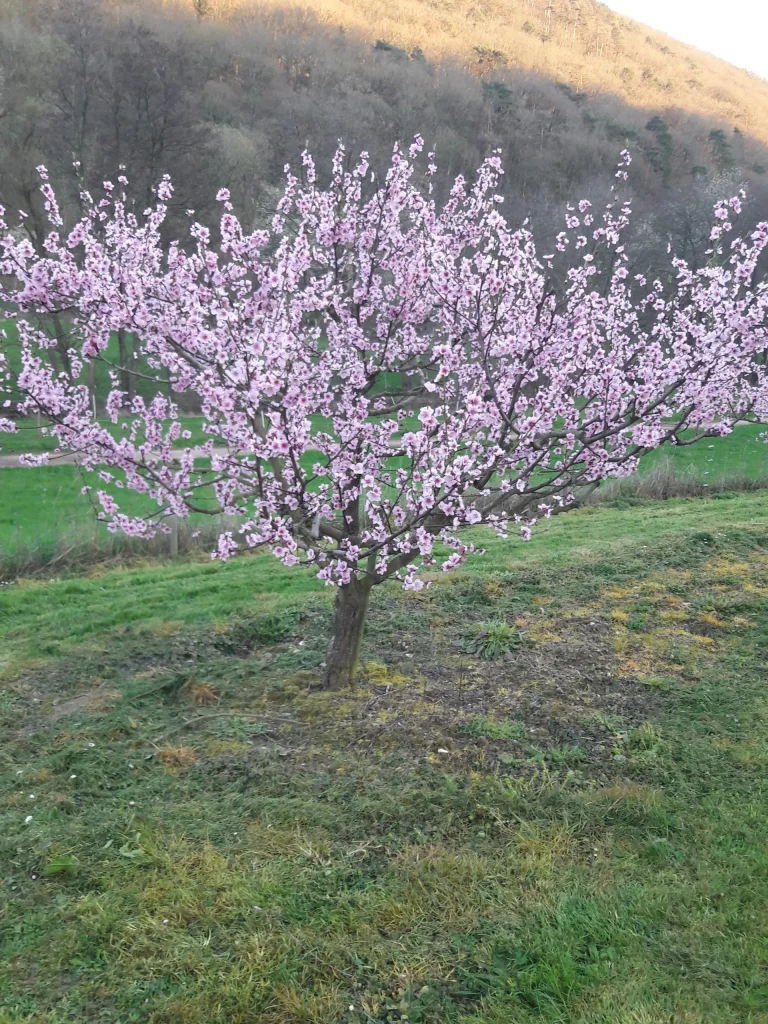 Weinbergpfirsich BlĂŒte