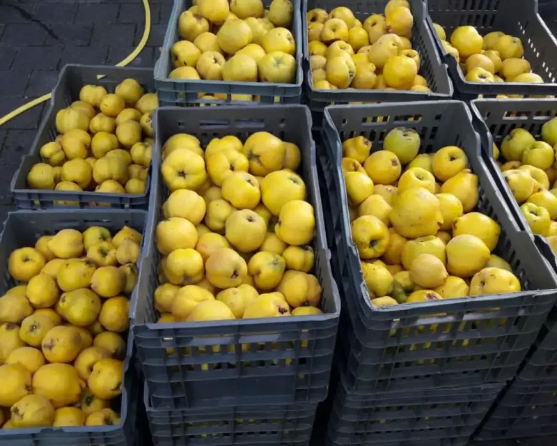 goldgelbe Quitten in Obstkisten